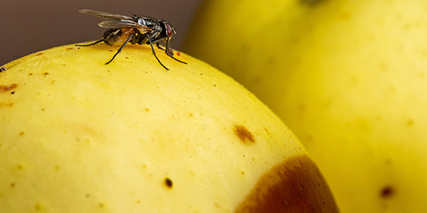 Comment se débarrasser des mouches à la maison de façon naturelle