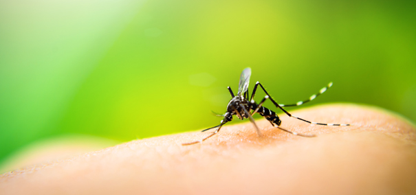 Comment tenir les moustiques à distance sans insecticides ?