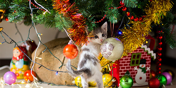 comment choisir et faire durer son sapin de noel darty vous