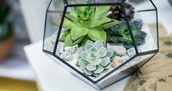 Pour mettre en valeur vos plantes, vous pouvez les installer dans un terrarium.
